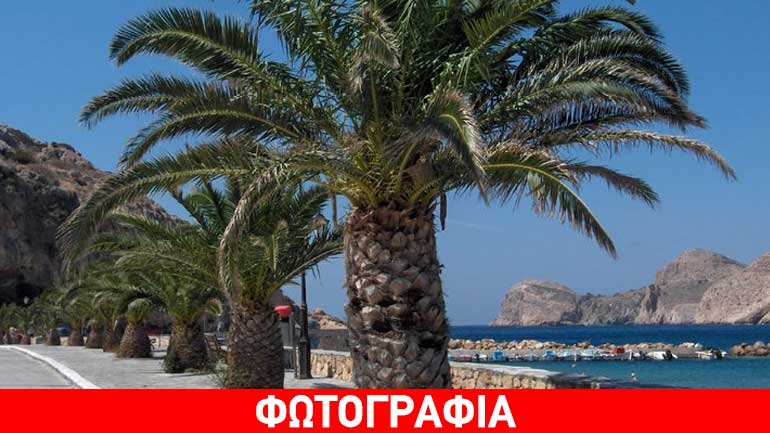 Φοίνικας έπεσε πάνω σε αυτοκίνητο στην Καλαμάτα